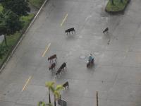 廣東一旅游區(qū)內牛群“稱霸” 與車輛搶道