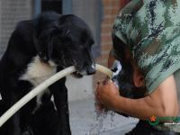 武警重慶總隊警犬班 萌犬叼水管幫主人洗頭