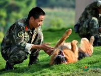 武警重慶總隊警犬班 萌犬叼水管幫主人洗頭