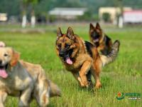 武警重慶總隊警犬班 萌犬叼水管幫主人洗頭