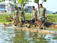 武警重慶總隊警犬班 萌犬叼水管幫主人洗頭