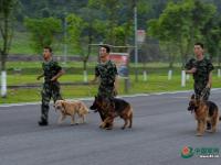 武警重慶總隊警犬班 萌犬叼水管幫主人洗頭