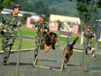 武警重慶總隊警犬班 萌犬叼水管幫主人洗頭