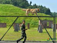 武警重慶總隊警犬班 萌犬叼水管幫主人洗頭