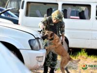 武警重慶總隊警犬班 萌犬叼水管幫主人洗頭