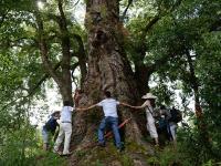 貴州遵義現(xiàn)600歲高齡黃梨古樹 需9人合抱