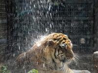 山東濟(jì)南動(dòng)物園“花式”為動(dòng)物消暑