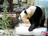 山東濟(jì)南動(dòng)物園“花式”為動(dòng)物消暑