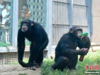 山東濟(jì)南動(dòng)物園“花式”為動(dòng)物消暑