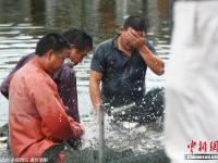 村民因暴雨將轉(zhuǎn)移 魚(yú)塘中忍痛撈魚(yú)賤賣