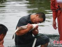 村民因暴雨將轉(zhuǎn)移 魚(yú)塘中忍痛撈魚(yú)賤賣