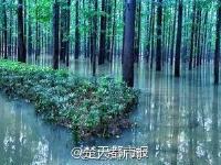 暴雨過后 南理工的“奇幻森林”