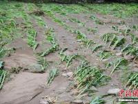 重慶遭暴雨襲擊 肥豬被沖跑淹死