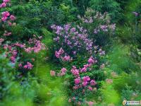 【醉美邵陽】紫薇花開芳滿城