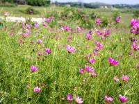 邵陽300畝歐式花海爛漫