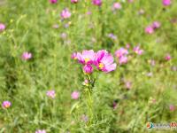 邵陽300畝歐式花海爛漫