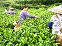 洞口古樓茶飄香