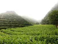 洞口古樓茶飄香