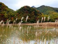 湖北神農(nóng)架大九湖國家濕地公園疑遇