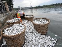 福州一河面出現(xiàn)大片死魚 清潔工撈到手軟