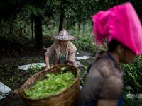 圖片故事：種一片沒(méi)有秘密的茶葉