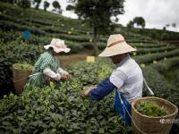 圖片故事：種一片沒(méi)有秘密的茶葉