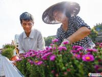 迎接黨代會歡度國慶  邵陽35萬盆鮮花扮靚星城