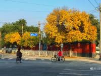 北京霧霾散去 黃葉映紅墻開啟最美秋景