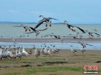 組圖：大批候鳥飛抵鄱陽湖越冬 場面壯觀