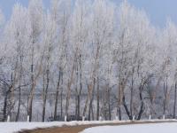 黑龍江牡丹江市現(xiàn)霧凇美景 冰天雪地美如畫