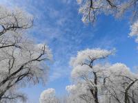 黑龍江牡丹江市現(xiàn)霧凇美景 冰天雪地美如畫