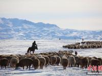 新疆北部哈巴河縣10萬牲畜千余牧民轉(zhuǎn)往冬牧場