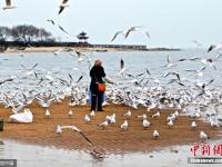 河北“海鷗媽媽”每天自費(fèi)喂食千只海鷗