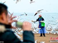 河北“海鷗媽媽”每天自費(fèi)喂食千只海鷗