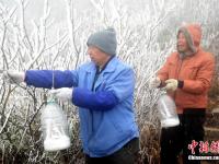 廣東連山縣金子山再降春雪現(xiàn)奇特冰桂