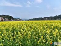 隆回羊古坳現(xiàn)代農業(yè)生態(tài)游升溫