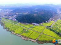 隆回沙坪：千畝花海醉游人