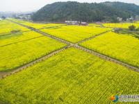 隆回沙坪：千畝花海醉游人