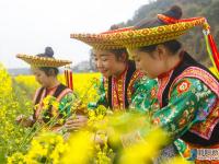 隆回沙坪：千畝花海醉游人