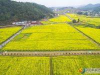 隆回沙坪：千畝花海醉游人