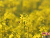 武漢一高校內油菜花開 形成一片金黃色花海