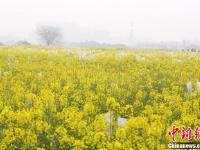 武漢一高校內(nèi)油菜花開(kāi) 形成一片金黃色花海