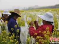 武漢一高校內油菜花開 形成一片金黃色花海