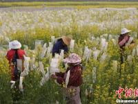 武漢一高校內(nèi)油菜花開(kāi) 形成一片金黃色花海