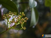 【醉美邵陽(yáng)】春雨時(shí)節(jié)亦如畫