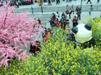 商場將3000平米油菜花搬進室內 逛街如郊游