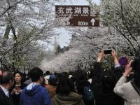 南京迎來(lái)“賞櫻大軍” 花下人擠人