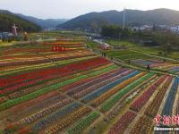 航拍南昌50余萬株郁金香花田 繽紛多彩