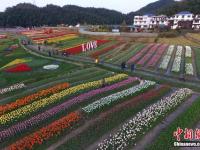 航拍南昌50余萬株郁金香花田 繽紛多彩