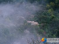 【醉美邵陽(yáng)】崀山櫻花 春日浪漫